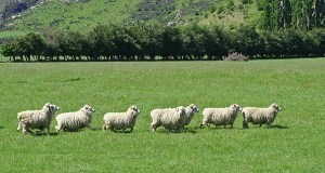 sheep in a line