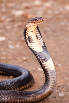 king_cobra_picture