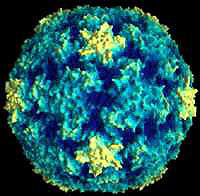 cold virus
