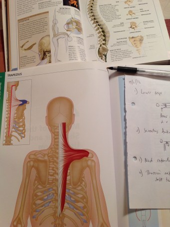 trapezius.JPG