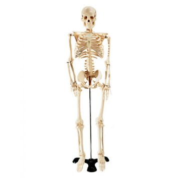 skeleton model.jpg